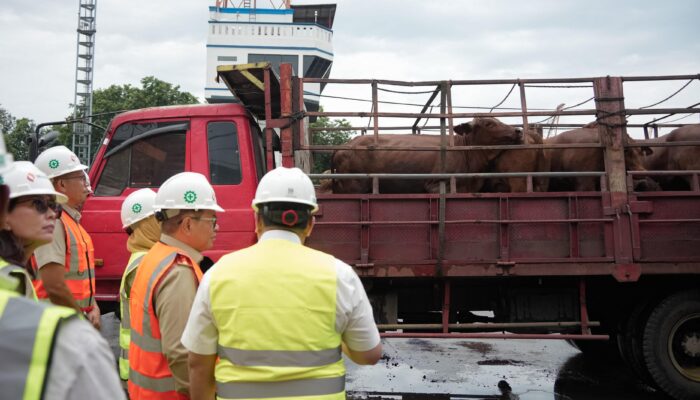 Pramono Pastikan Stok Daging Aman, 3.100 Sapi Impor Australia Tiba di Tanjung Priok