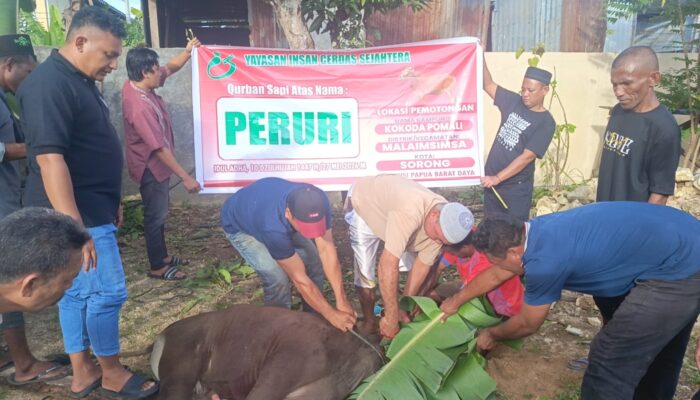 Yayasan Indah Distribusikan 75 Sapi Qurban, Maluku Terima Porsi Terbanyak