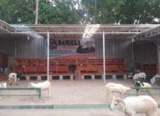 Bamala Farm: Kandang Percontohan Domba Garut Berkualitas, Hadirkan Usaha Bernilai Keberkahan