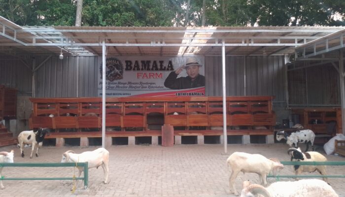 Bamala Farm: Kandang Percontohan Domba Garut Berkualitas, Hadirkan Usaha Bernilai Keberkahan