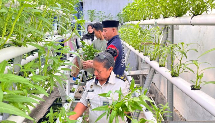 Warga Binaan Lapas Wahai Panen 40 Ikat Kangkung Hidroponik