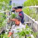 Warga Binaan Lapas Wahai Panen 40 Ikat Kangkung Hidroponik