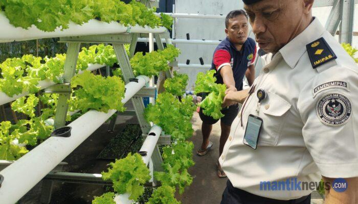 Panen Selada Hidroponik Lapas Wahai Disambut Antusias Warga