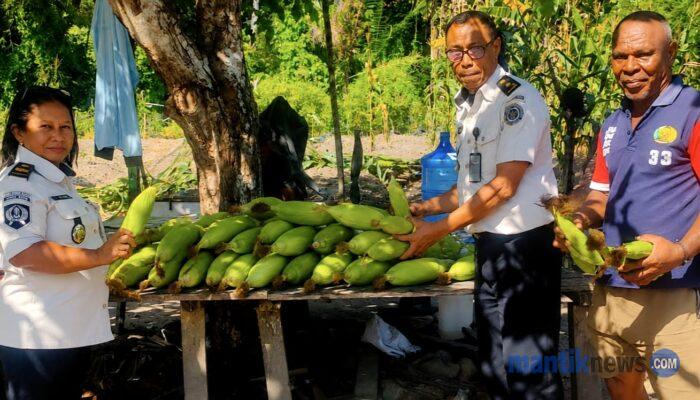 Panen Jagung di Lapas Wahai Berakhir dan Siap Lanjut Budidaya Tomat