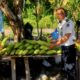 Panen Jagung di Lapas Wahai Berakhir dan Siap Lanjut Budidaya Tomat