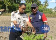 Bina Kemandirian Warga Binaan, Lapas Wahai Perluas Budidaya Tomat