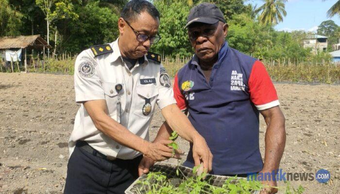 Bina Kemandirian Warga Binaan, Lapas Wahai Perluas Budidaya Tomat
