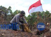 Sambut HUT RI ke-81, Polresta Sorong Kota Tanam 100 Bibit Pohon Bersama Warga