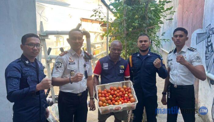 Panen Tomat Perkuat Program Kemandirian Warga Binaan Lapas Wahai