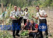 Panen 32 Kilogram Mentimun, Lapas Wahai Kembangkan Pembinaan Pertanian Produktif