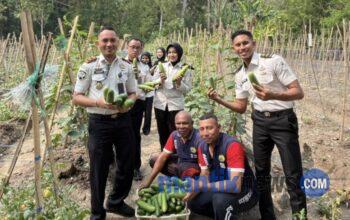 Panen 32 Kilogram Mentimun, Lapas Wahai Kembangkan Pembinaan Pertanian Produktif