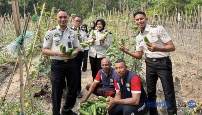 Panen 32 Kilogram Mentimun, Lapas Wahai Kembangkan Pembinaan Pertanian Produktif
